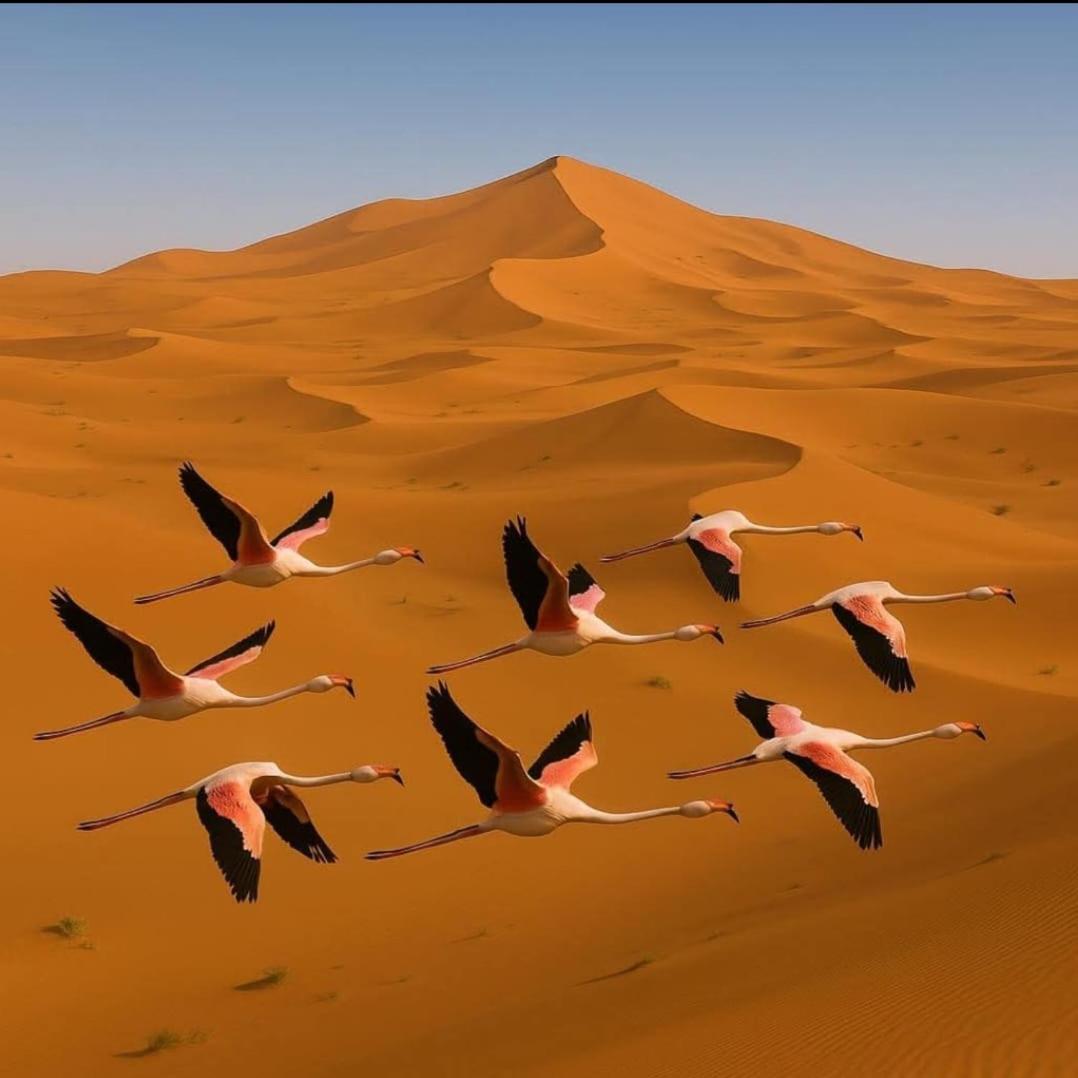 Salambo Tente Merzouga Exterior foto